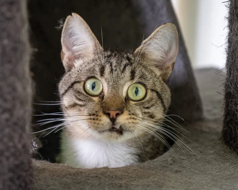 Sjakie, Cypers-wit male young European Shorthair for adoption at DOA Dierenasiel Amsterdam, Amsterdam