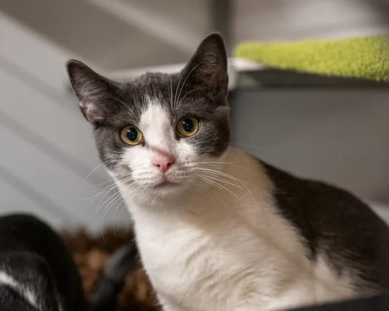 Tantomile, Zwart-wit female European Shorthair for adoption at DOA Dierenasiel Amsterdam, Amsterdam