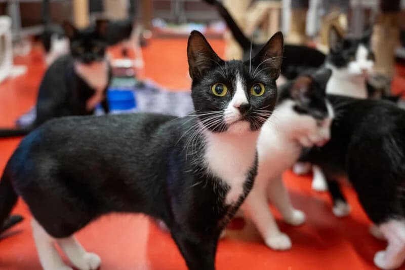 Tugger, Zwart-wit male European Shorthair for adoption at DOA Dierenasiel Amsterdam, Amsterdam