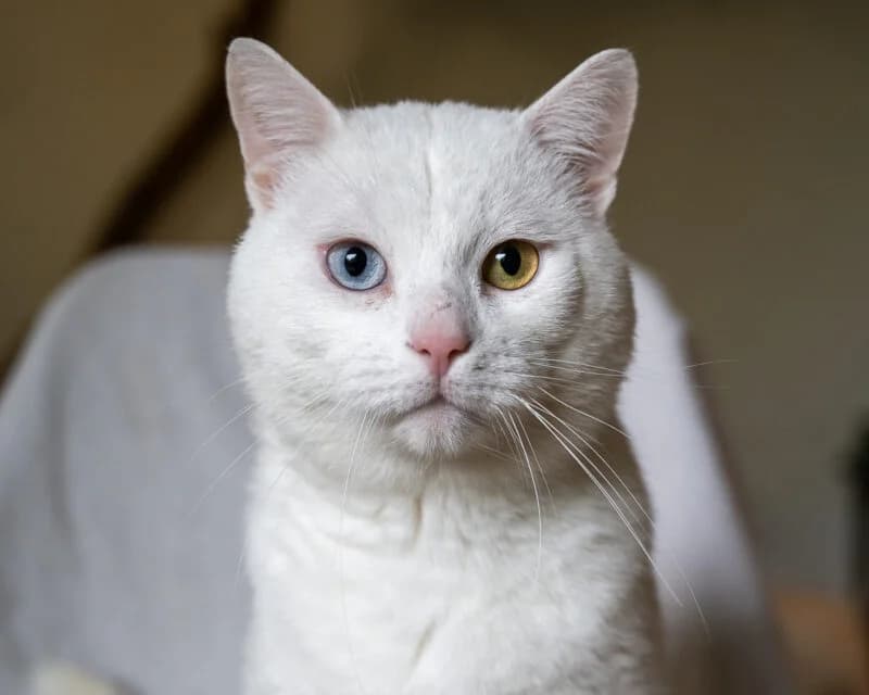 Yondu, Onbekend male 4yo European Shorthair for adoption at DOA Dierenasiel Amsterdam, Amsterdam