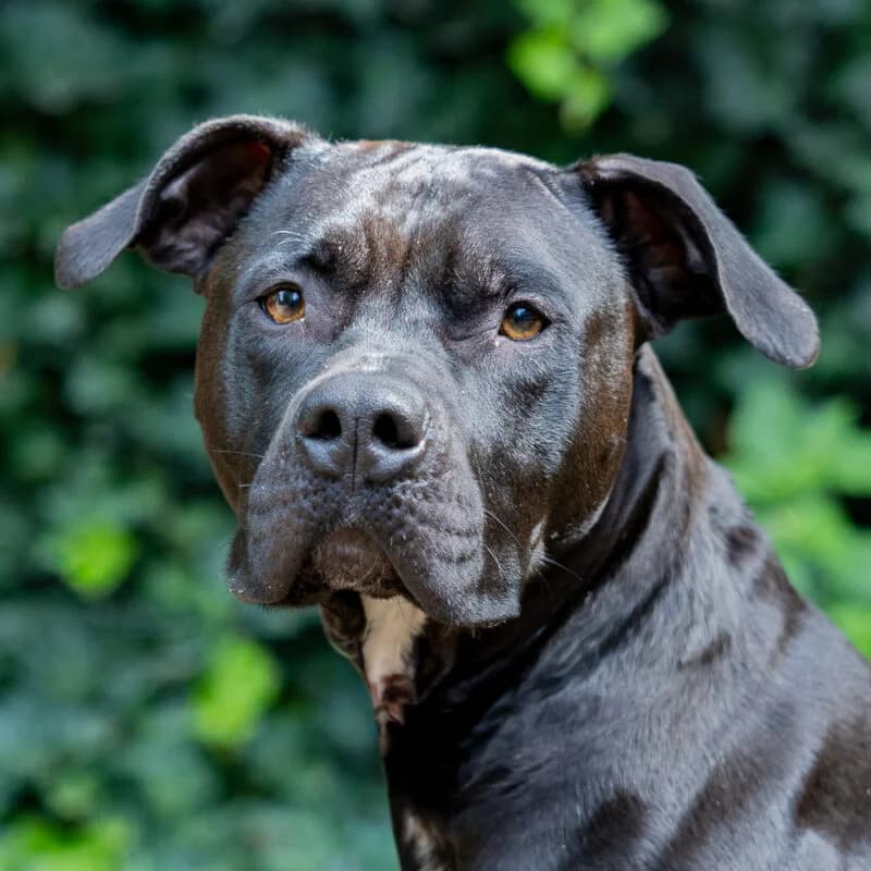 Zumba, Zwart-wit female 4yo Staffordshire Bull Terrier for adoption at DOA Dierenasiel Amsterdam, Amsterdam