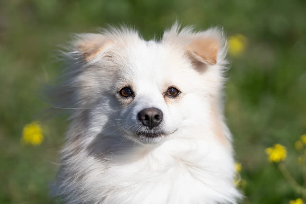 Topfitte Tofu, male young Keeshond for adoption at Dierenopvangcentrum Breda, Breda
