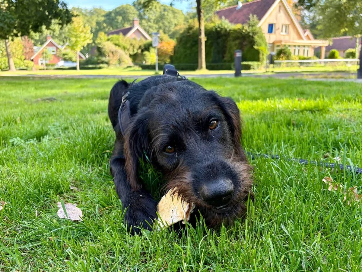 Bas, male puppy Mixed Breed for adoption at DOC Oldenzaal