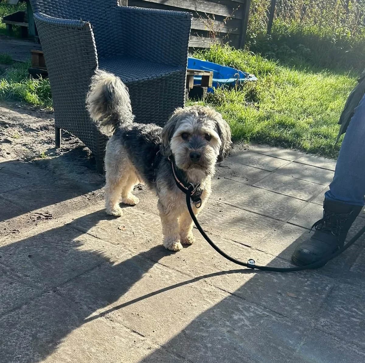 Bowi, 4yo Mixed Breed for adoption at DOC Oldenzaal