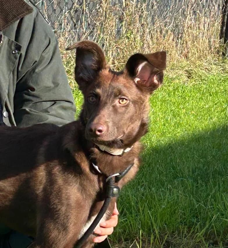 Colette, female puppy Mixed Breed for adoption at DOC Oldenzaal