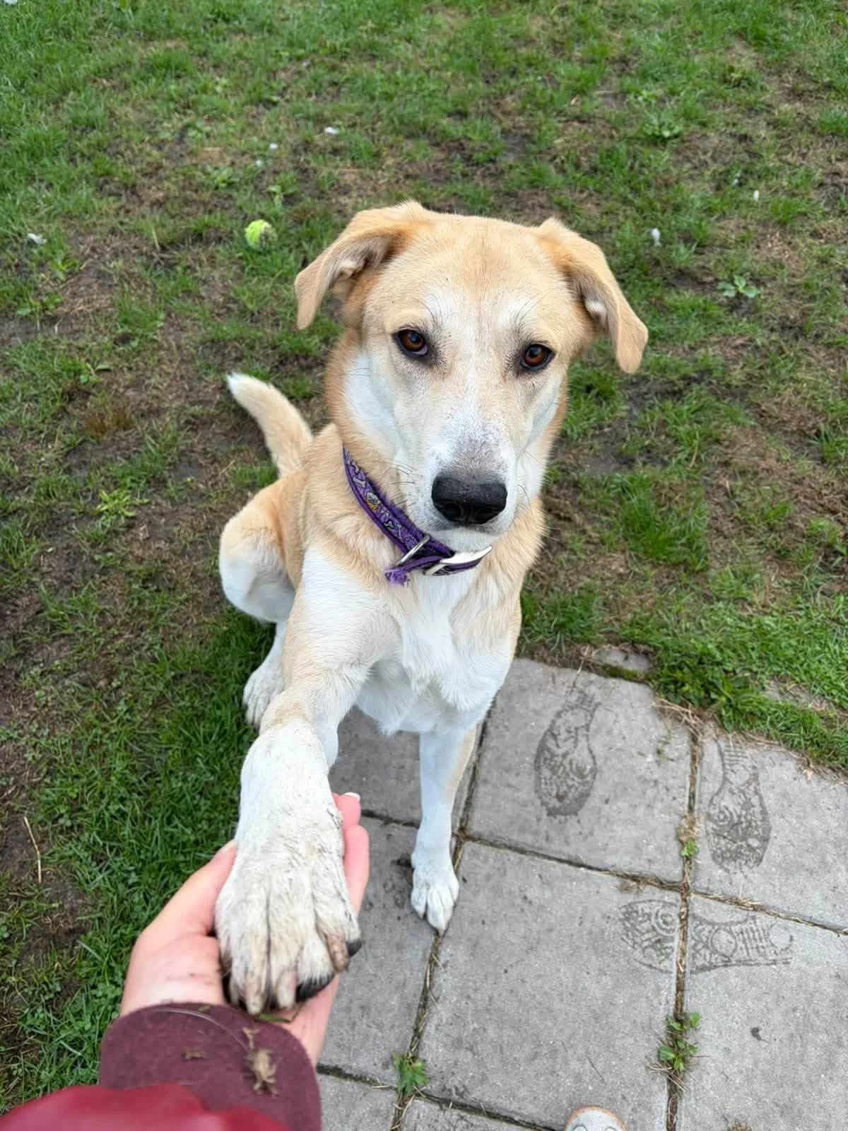 Fleur, senior Mixed Breed for adoption at DOC Oldenzaal