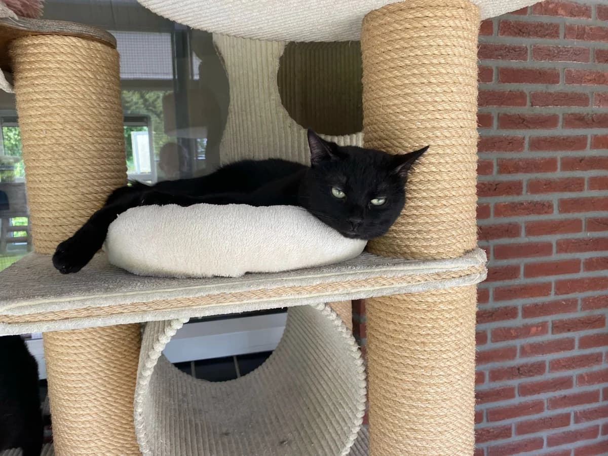 Greg, young Mixed Breed for adoption at DOC Oldenzaal
