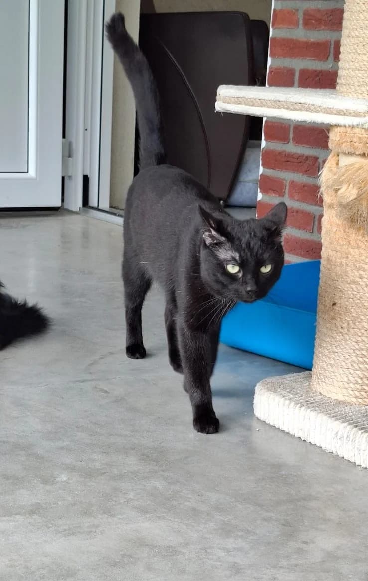 Greg, young Mixed Breed for adoption at DOC Oldenzaal