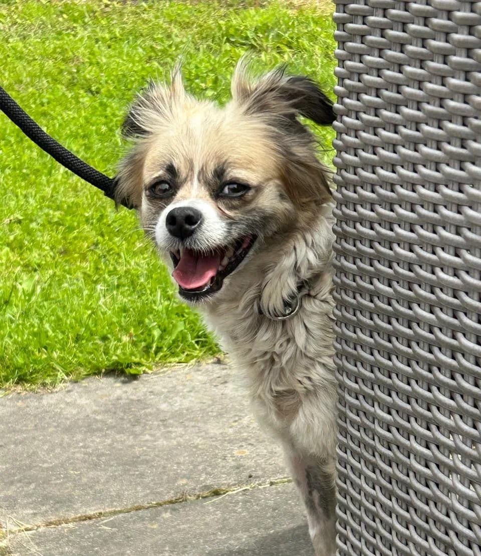 Pippi, female young Mixed Breed for adoption at DOC Oldenzaal