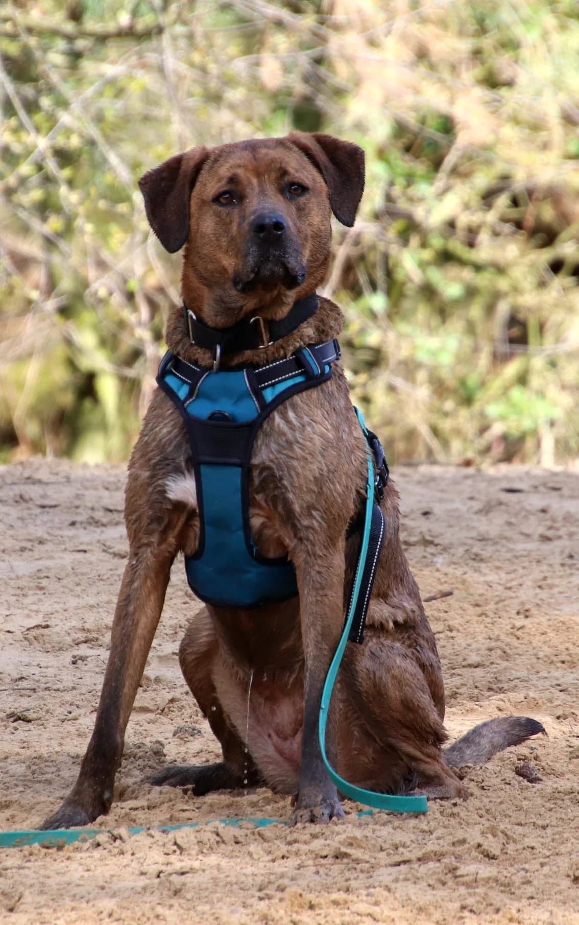Saar, senior Mixed Breed for adoption at DOC Oldenzaal