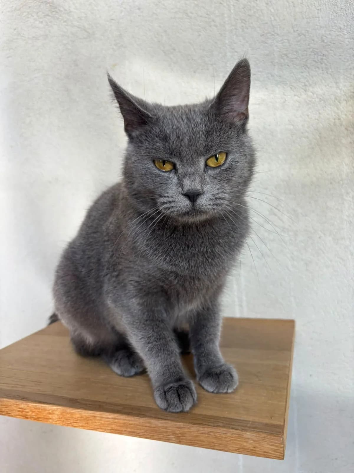 Sanne, young Mixed Breed for adoption at DOC Oldenzaal