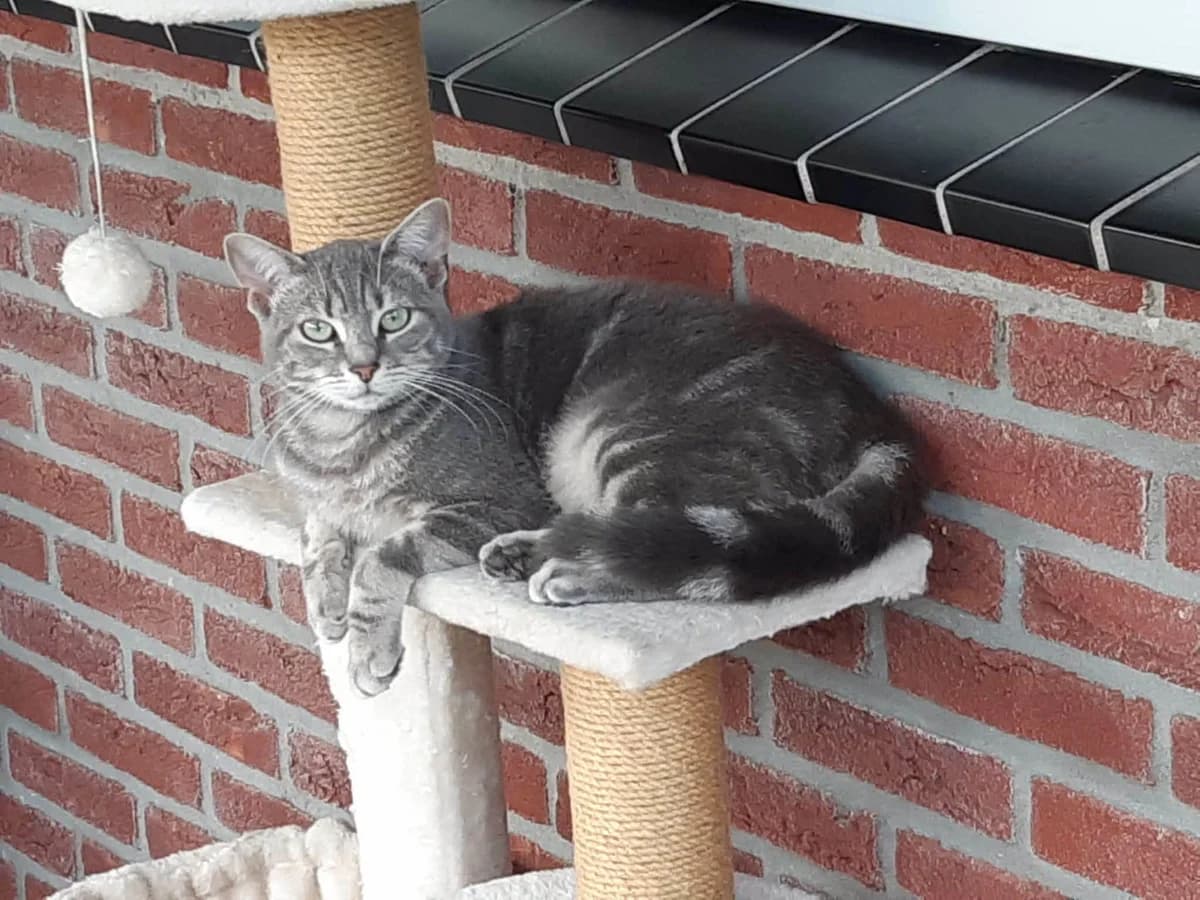 Wab, 5yo Mixed Breed for adoption at DOC Oldenzaal