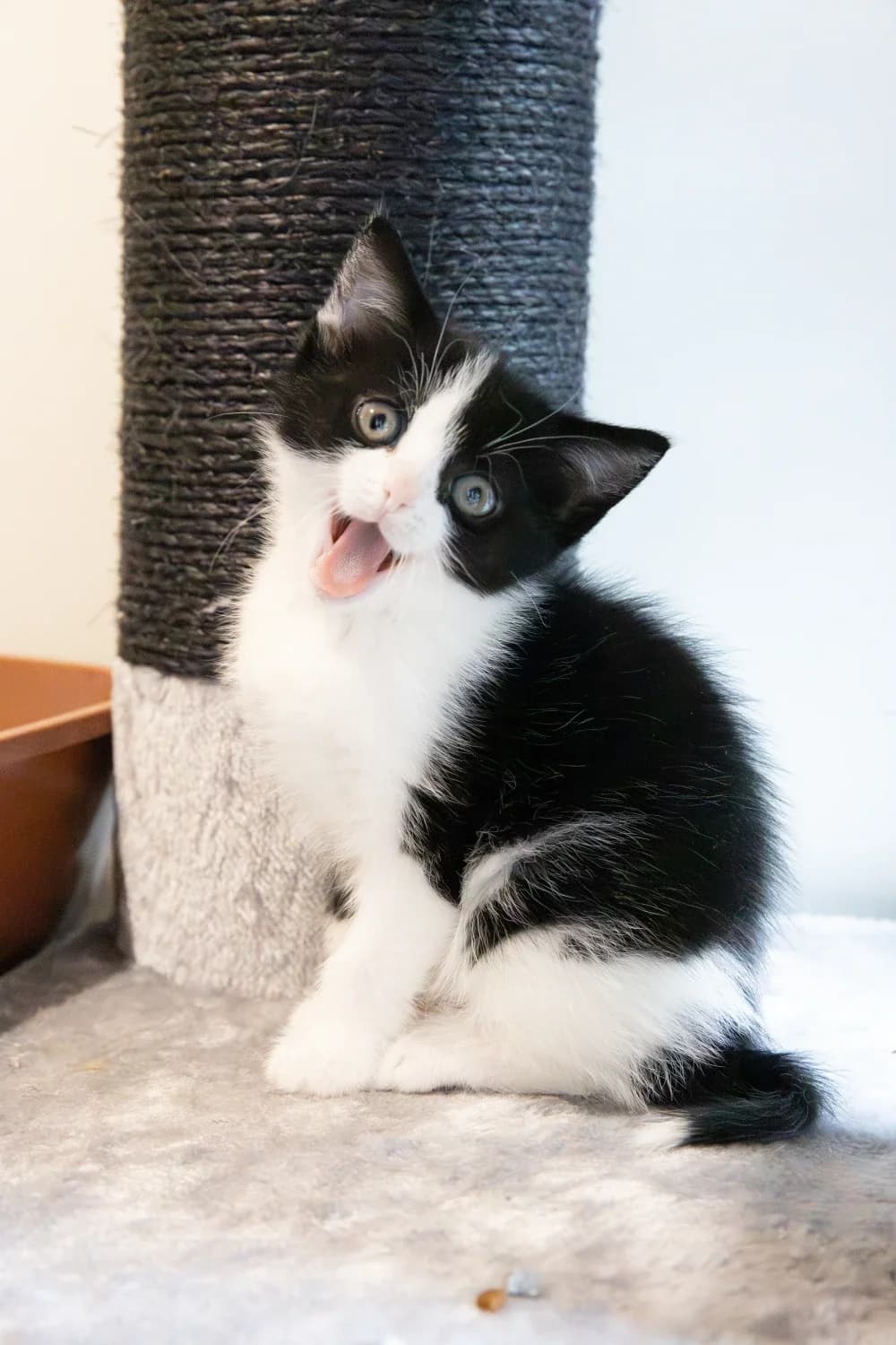 Heel veel kittens ❤️, rood puppy European Shorthair for adoption at Dierenopvangcentrum Westland
