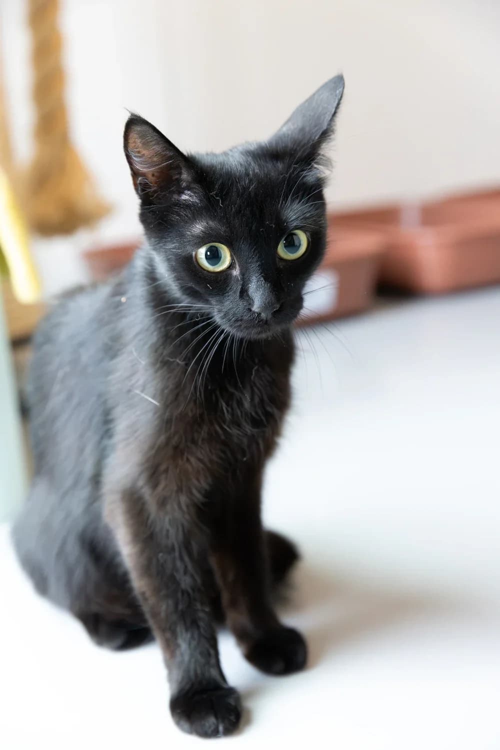 Blossom, female 5yo European Shorthair for adoption at Dierenopvangcentrum Westland