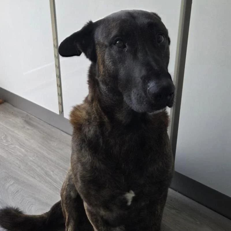 Harley, male 4yo mixed breed for adoption at Dierenopvangcentrum Westland