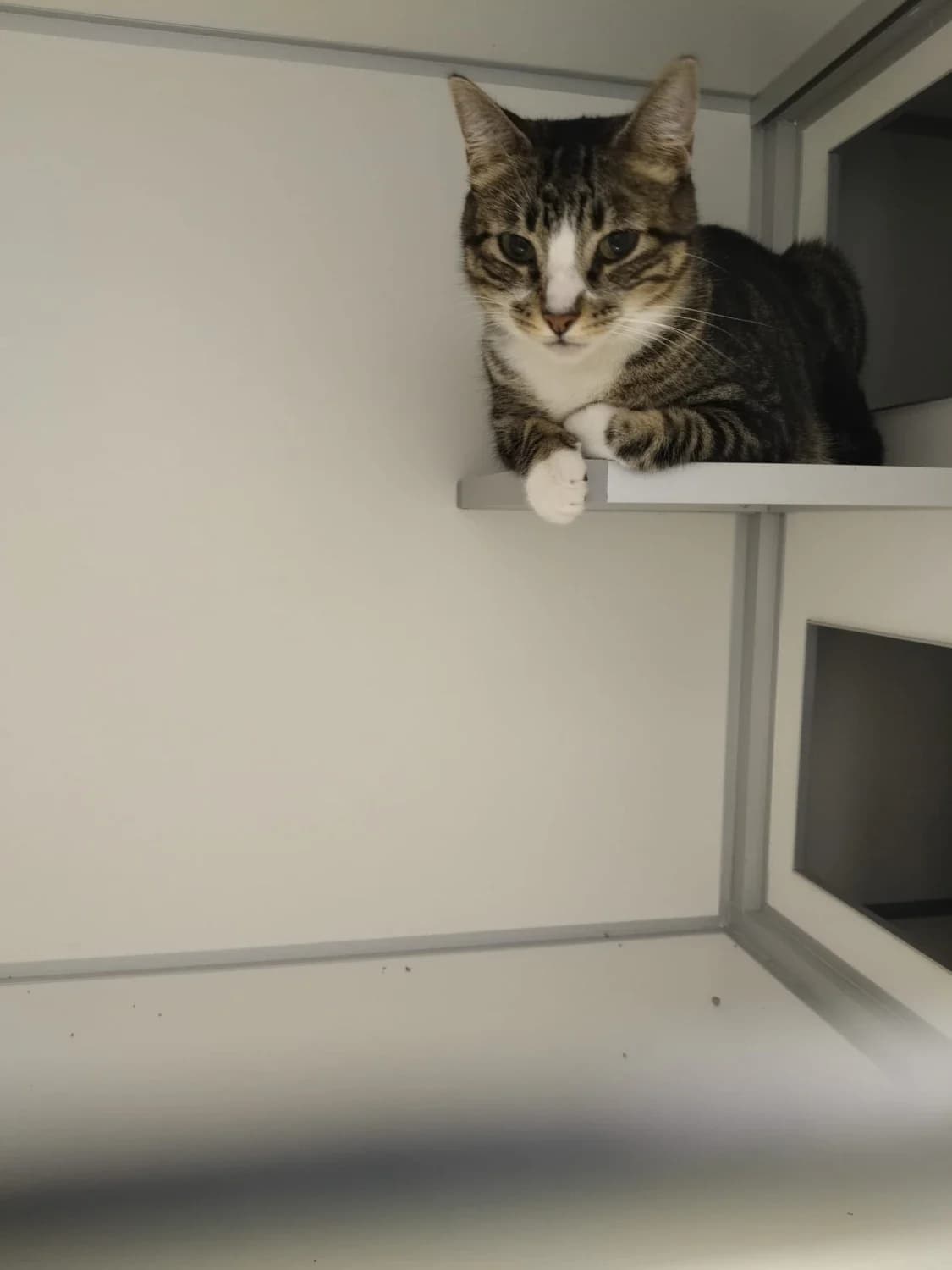 Julia, female 3yo European Shorthair for adoption at Dierenopvangcentrum Westland