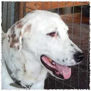Bianco, male 6yo Mixed Breed for adoption at Dog Rescue Greece, NL-wide