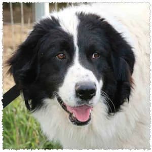 Achilleas, male young Mixed Breed for adoption at Dog Rescue Greece, NL-wide