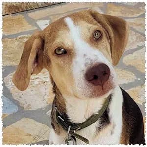 Aiolos, male puppy Mixed Breed for adoption at Dog Rescue Greece, NL-wide