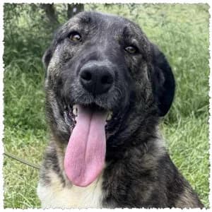 Aleka, female young Mixed Breed for adoption at Dog Rescue Greece, NL-wide