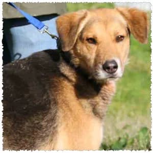 Alicia, female 5yo Mixed Breed for adoption at Dog Rescue Greece, NL-wide
