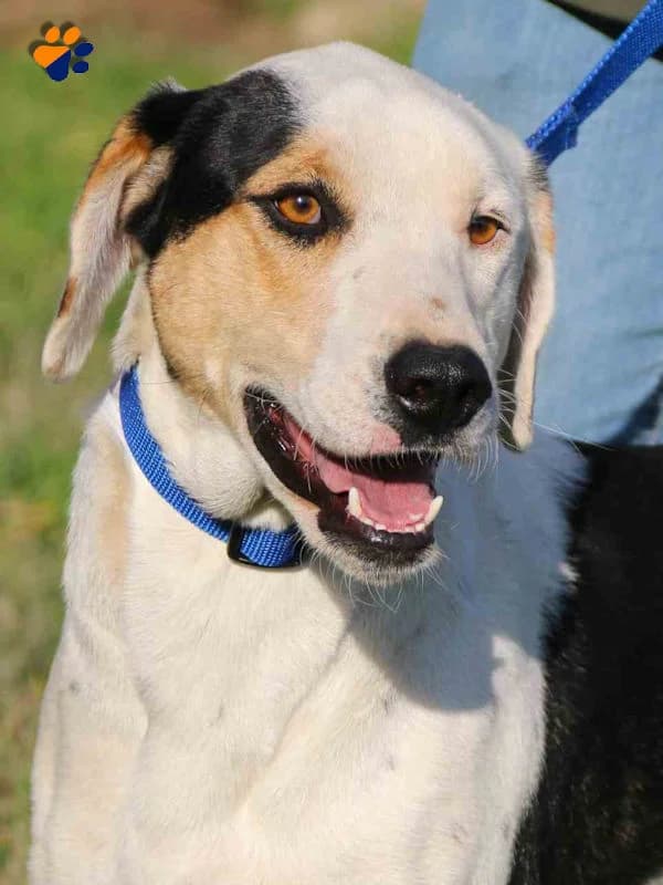Apollonius, male young Mixed Breed for adoption at Dog Rescue Greece, NL-wide
