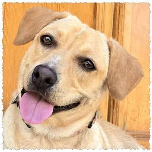 Beige, beige male Mixed Breed for adoption at Dog Rescue Greece, NL-wide