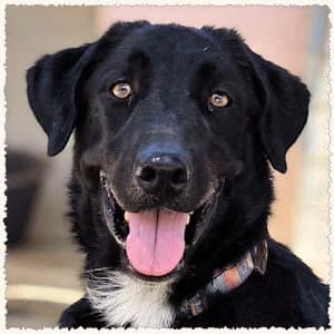 Blacky, male young Mixed Breed for adoption at Dog Rescue Greece, NL-wide
