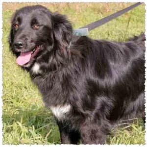 Bladdy, female young Mixed Breed for adoption at Dog Rescue Greece, NL-wide