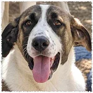 Bruno, male puppy Mixed Breed for adoption at Dog Rescue Greece, NL-wide