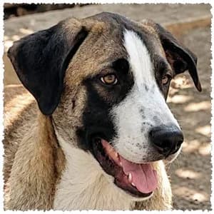 Buddy, male puppy Mixed Breed for adoption at Dog Rescue Greece, NL-wide