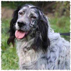 Dark, male senior Mixed Breed for adoption at Dog Rescue Greece, NL-wide