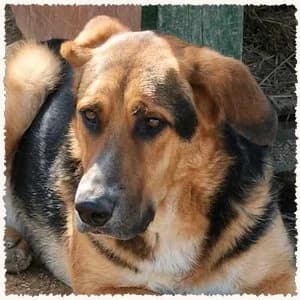 Eddie, male 4yo Mixed Breed for adoption at Dog Rescue Greece, NL-wide