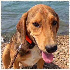 Erik, male puppy Mixed Breed for adoption at Dog Rescue Greece, NL-wide