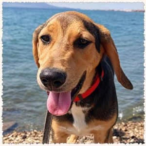 Ermis, male puppy Mixed Breed for adoption at Dog Rescue Greece, NL-wide