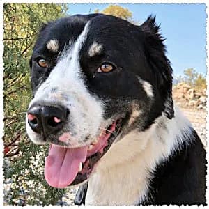 Eros, male puppy Mixed Breed for adoption at Dog Rescue Greece, NL-wide