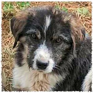 Fidel, male puppy Mixed Breed for adoption at Dog Rescue Greece, NL-wide