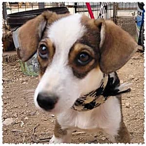 Freddy, male puppy Mixed Breed for adoption at Dog Rescue Greece, NL-wide