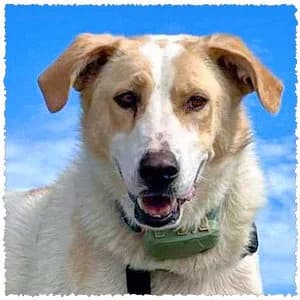 Frida, female 3yo Mixed Breed for adoption at Dog Rescue Greece, NL-wide