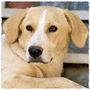 Gaby, female young Mixed Breed for adoption at Dog Rescue Greece, NL-wide