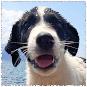 Igor, male puppy Mixed Breed for adoption at Dog Rescue Greece, NL-wide