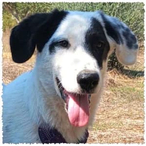 Ikaros, male puppy Mixed Breed for adoption at Dog Rescue Greece, NL-wide