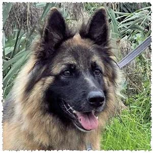 Ilja, female young Mixed Breed for adoption at Dog Rescue Greece, NL-wide