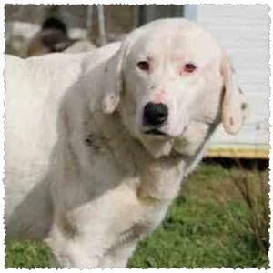 Ivan, male young Mixed Breed for adoption at Dog Rescue Greece, NL-wide
