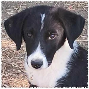 Ivar, male puppy Mixed Breed for adoption at Dog Rescue Greece, NL-wide
