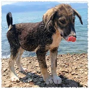 Ivy, female puppy Mixed Breed for adoption at Dog Rescue Greece, NL-wide