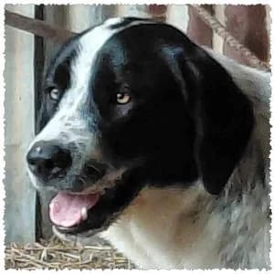 Jambo, male young Mixed Breed for adoption at Dog Rescue Greece, NL-wide