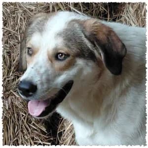 Jerry, male young Mixed Breed for adoption at Dog Rescue Greece, NL-wide