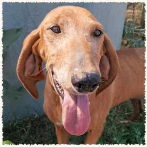 Kanella, female 6yo Mixed Breed for adoption at Dog Rescue Greece, NL-wide