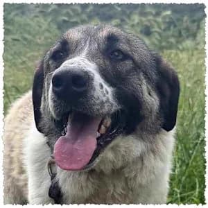 Kitty, female puppy Mixed Breed for adoption at Dog Rescue Greece, NL-wide